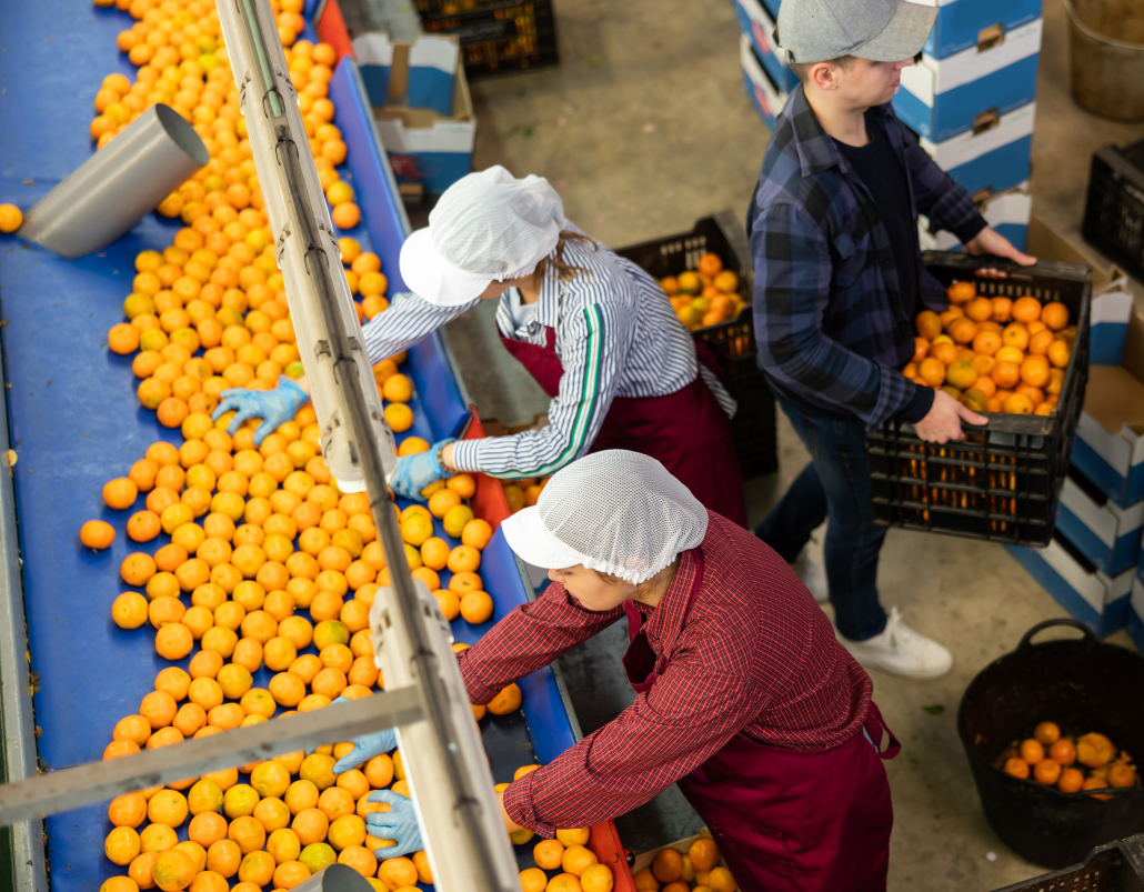 Systèmes de refroidissement pour la transformation et le stockage des fruits et légumes