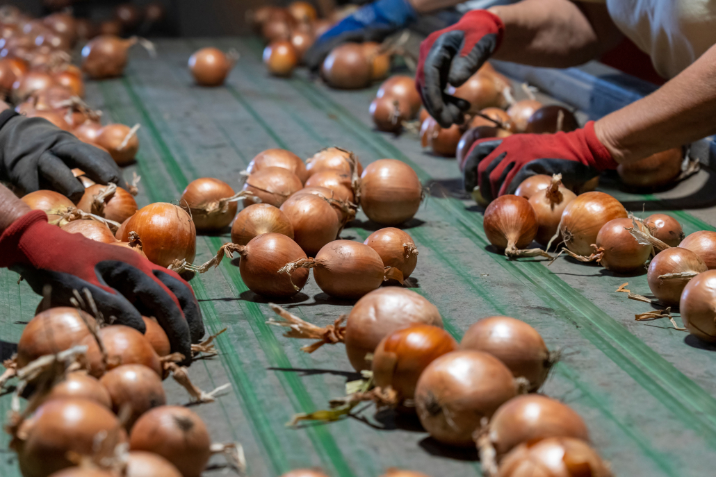 Systèmes de refroidissement ventilés spéciaux pour pommes de terre et oignons 